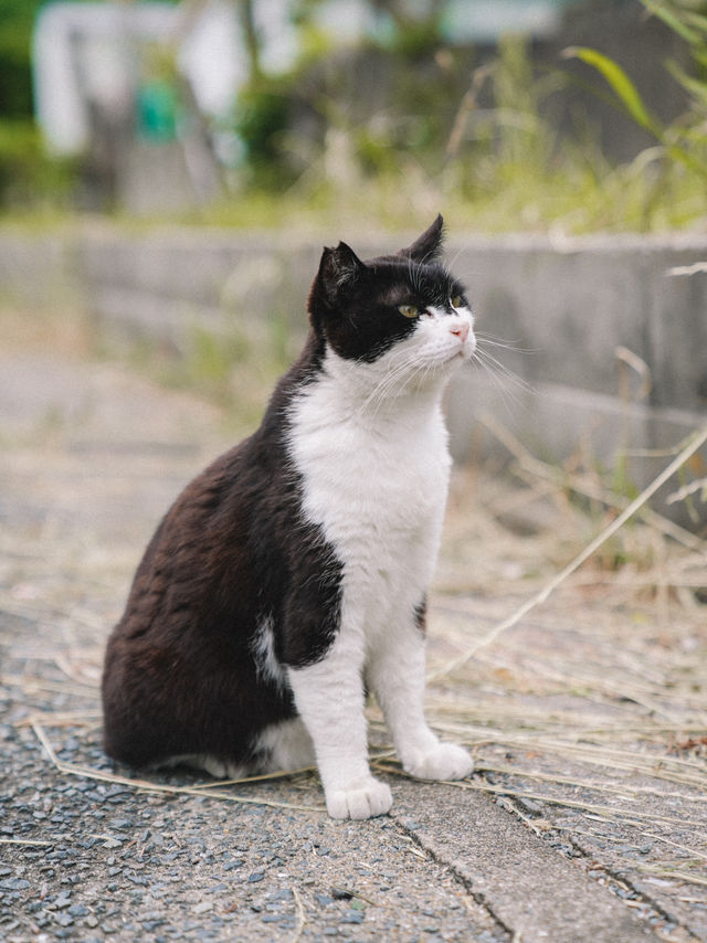 🇯🇵 福岡 絕對是貓奴的天堂景點🐈 被CNN評選為世界六大貓島——相島🐈‍⬛