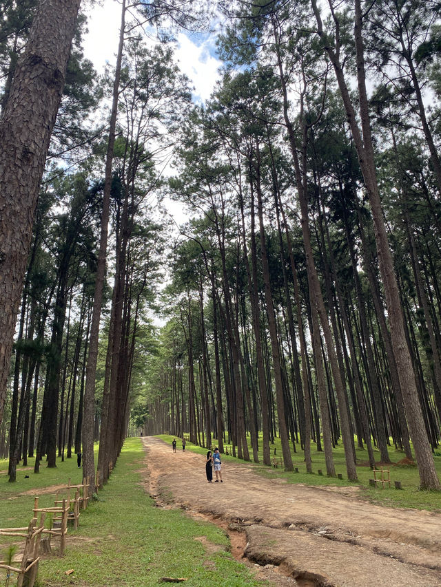 สวนสนบ่อแก้ว | จ.เชียงใหม่ 🌲🪵🍃✨