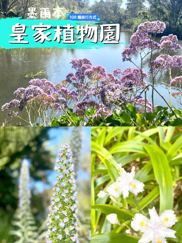 享受南半球的春天🌺🪴墨爾本皇家植物園