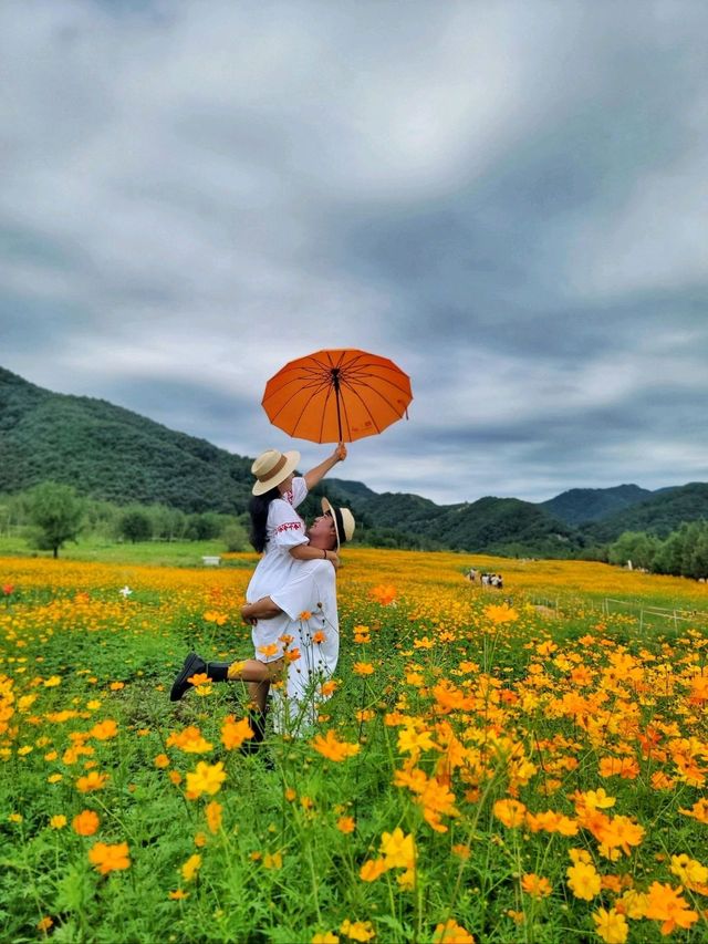 현시각 가장 아름다운 황화코스모스 꽃밭🧡