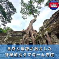 【カンボジア/シェムリアップ】自然と遺跡が融合した神秘的なタプローム寺院