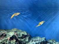 サンシャイン水族館！！