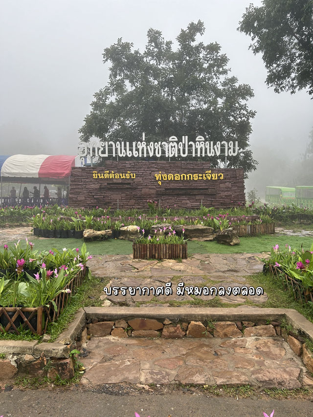⛺️จุดกางเต็นท์ทุ่งดอกกระเจียว💜
