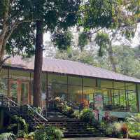 ภูหินร่องกล้า - ลานกางเต็นท์กลางป่าสน