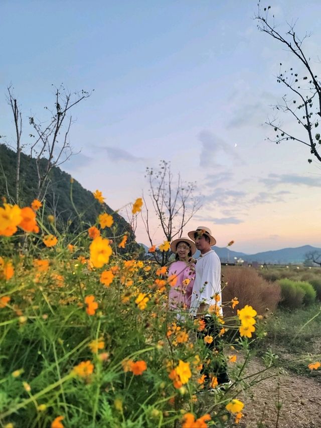 일몰무렵이 더 아름다운 가을꽃 천국🧡