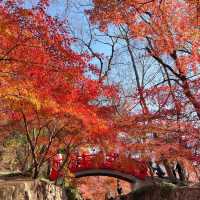 清流公園：詩意之地 🍂