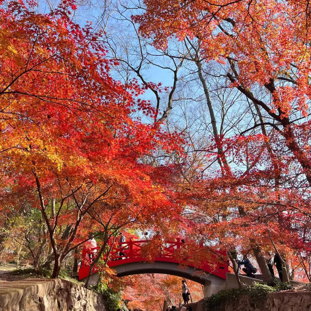 清流公園：詩意之地 🍂
