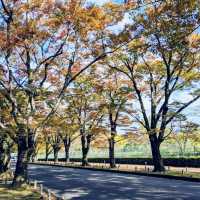 【京都府立植物園】100周年を迎えた京都の四季を一番感じる場所