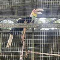 【コタキナバル🇲🇾】テングザル！オランウータン！貴重動物目白押し⭐️