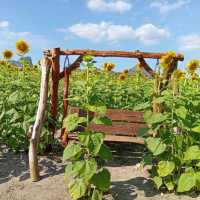 ต้อนรับฤดูหนาวด้วยทุ่งทานตะวัน ณ เขาจีนแล ลพบุรี