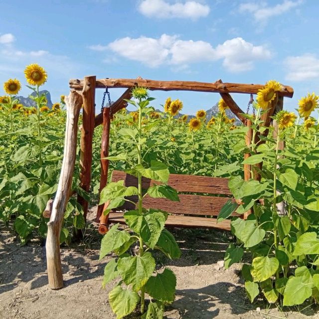 ต้อนรับฤดูหนาวด้วยทุ่งทานตะวัน ณ เขาจีนแล ลพบุรี