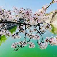 Blossoms and Beauty: Hanami Magic at Osaka Castle Park!