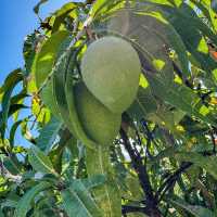Discovering Innisfail: A Hidden Gem in Queensland