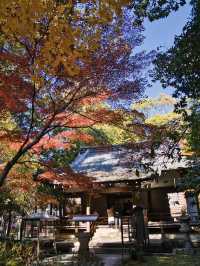 【ここ行って】桜もいいけどモミジもおすすめ‼️豊臣秀吉が残した形見の絶景🍁