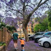 the best Isarelli Cafe in Elizabeth Bay