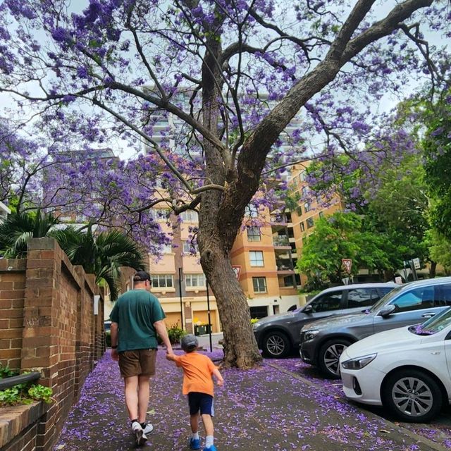 the best Isarelli Cafe in Elizabeth Bay