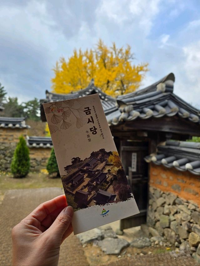 은행나무카펫 가득 깔린 밀양 금시당💛