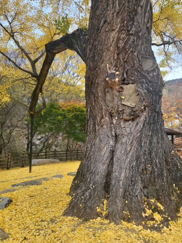 950년된 칠곡 말하는 은행나무