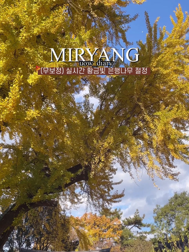 은행나무 하면 역시 금시당!