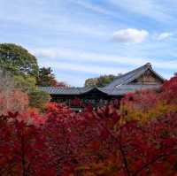 🇯🇵京都「東福寺」市區楓葉🍁頂流，楓葉之王威名當之無愧！