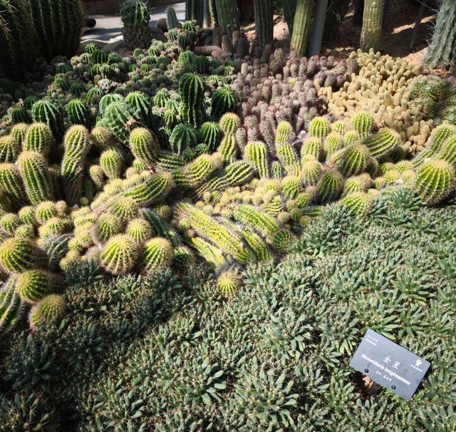 深圳仙湖植物公園