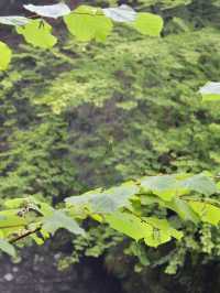 Vintgar Gorge: A Perfect Summer Adventure in Slovenia’s Great Outdoors