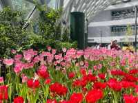 ทิวลิปบานที่ระยอง