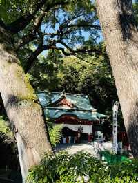【日本伊東】來宮神社：日本能量景點，樹齡超過2000年的巨楠