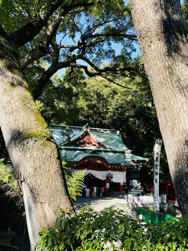 【日本伊東】來宮神社：日本能量景點，樹齡超過2000年的巨楠