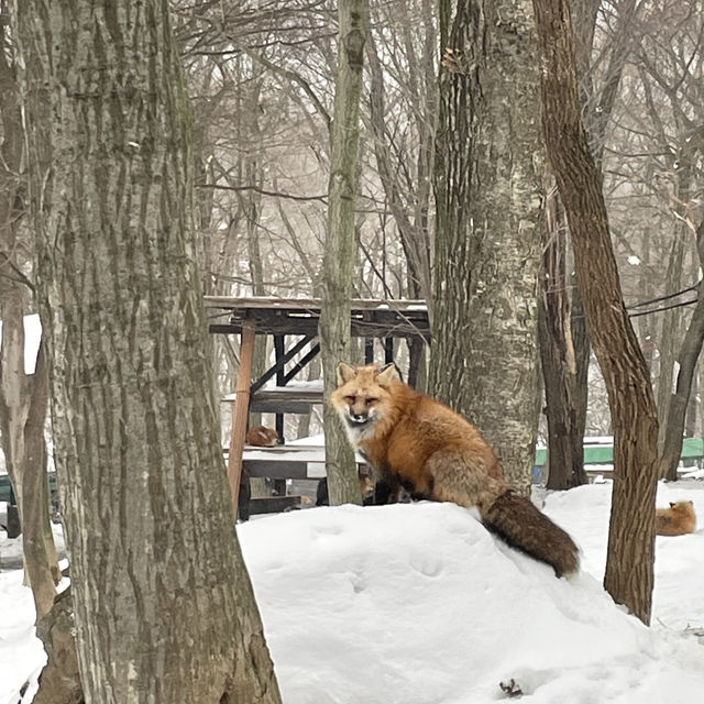 【日本宮城】藏王狐狸村🦊｜一定要在下雪天到狐狸村一次！
