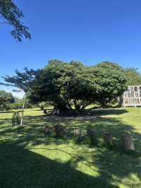 🌳คาเฟ่ลับในป่า “FAR AWAY“ ใกล้ตัวเมือง