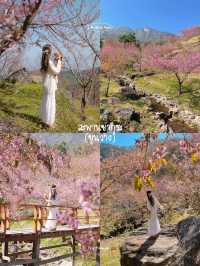 3 จุดถ่ายรูป ซากุระเมืองไทย 🌸🍃