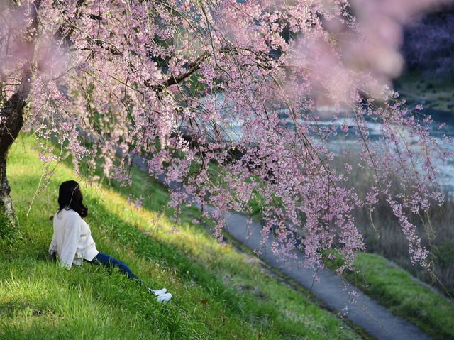 《小田原》名城の春景色