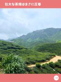 【紅茶の街を旅行】マレーシア旅で楽しみたい紅茶農園散歩！