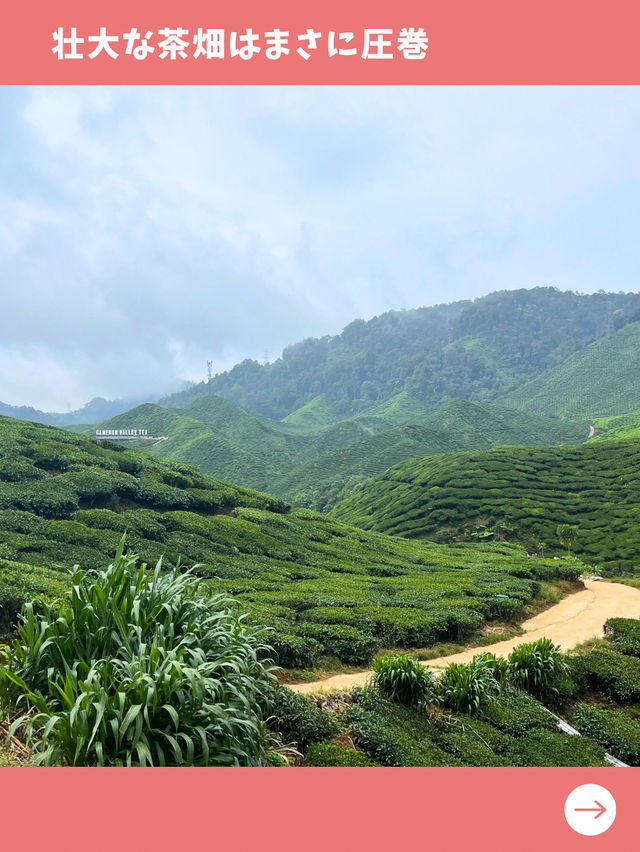 【紅茶の街を旅行】マレーシア旅で楽しみたい紅茶農園散歩！