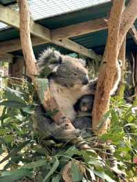 Let's go to Melbourne Zoo 