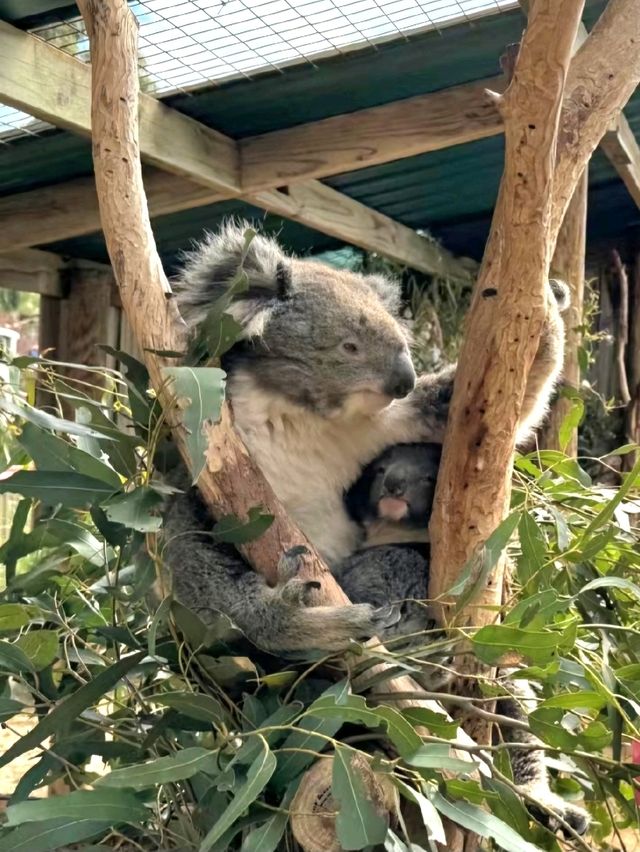 Let's go to Melbourne Zoo 