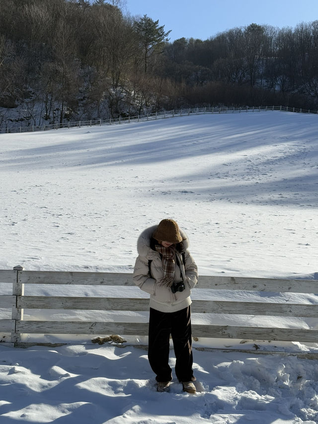 대관령 하늘 목장: 겨울의 낭만을 만끽하다 ❄️