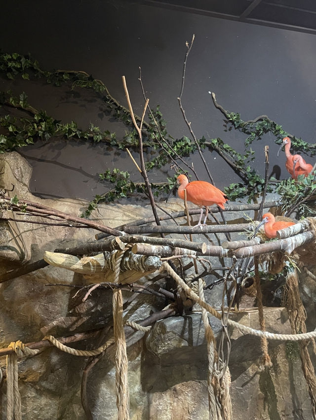 首爾親子家庭遊｜過千種動物的室內動物園｜水豚