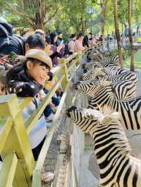 深圳野生動物園 深圳地鐵直達～零距離餵長頸鹿斑馬！ 
