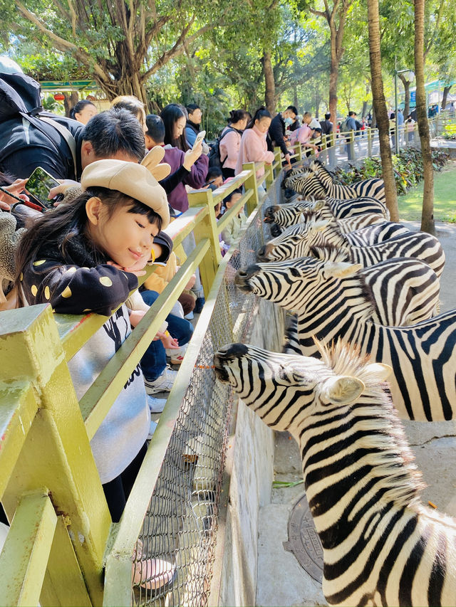 深圳野生動物園 深圳地鐵直達～零距離餵長頸鹿斑馬！ 