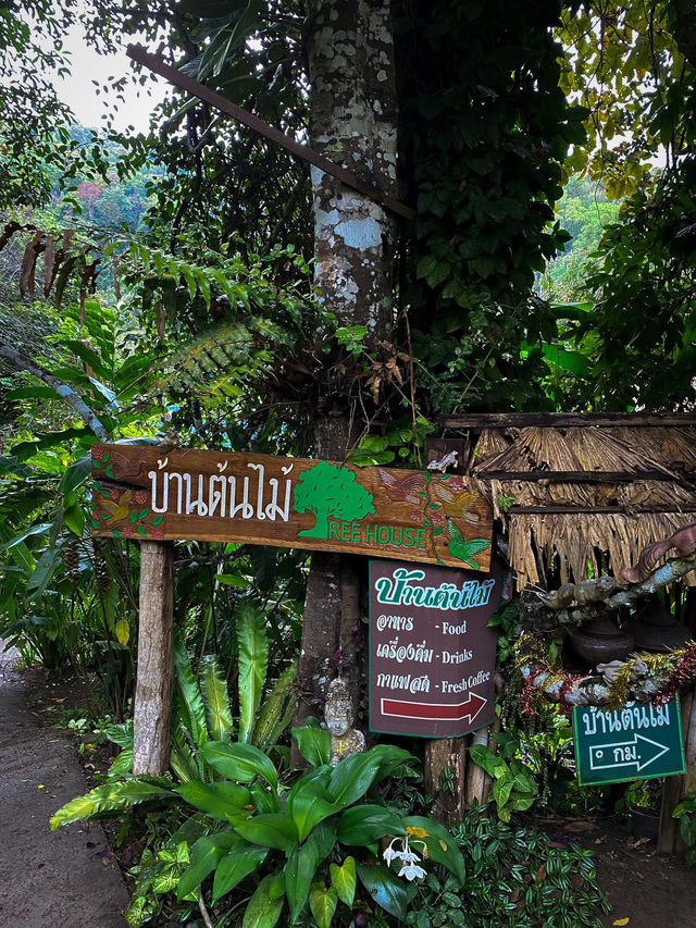 บ้านต้นไม้ แม่แมะ เชียงดาว
