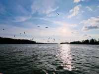 “Soar with the Eagles: Kuala Sepetang’s Thrilling Boat Ride & Feeding Experience!”