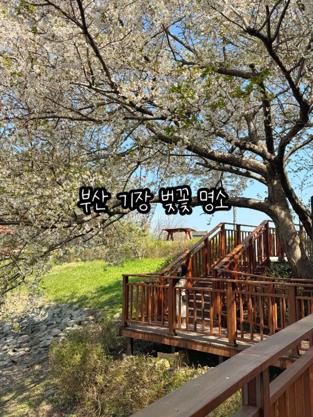 귀여운 배와 벚꽃을 구경할 수 있는 부산 명소