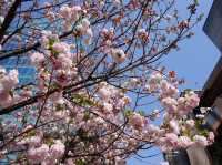 東京代代木公園的櫻花輕聲輕語