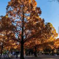 Showa Kinen Park (昭和記念公園)