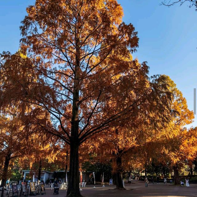 Showa Kinen Park (昭和記念公園)