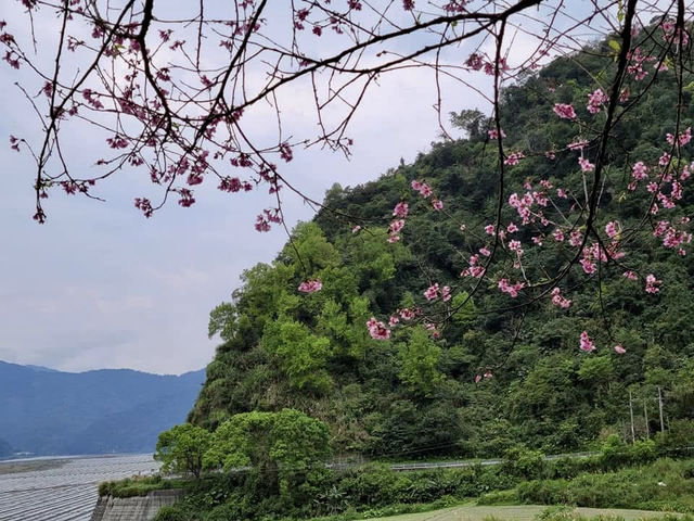 宜蘭櫻緣青邨及松羅國家步道輕鬆遊