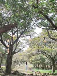 🌸 봄 나들이 추천! 제주 상효원 🌿🏡