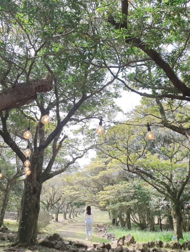 🌸 봄 나들이 추천! 제주 상효원 🌿🏡